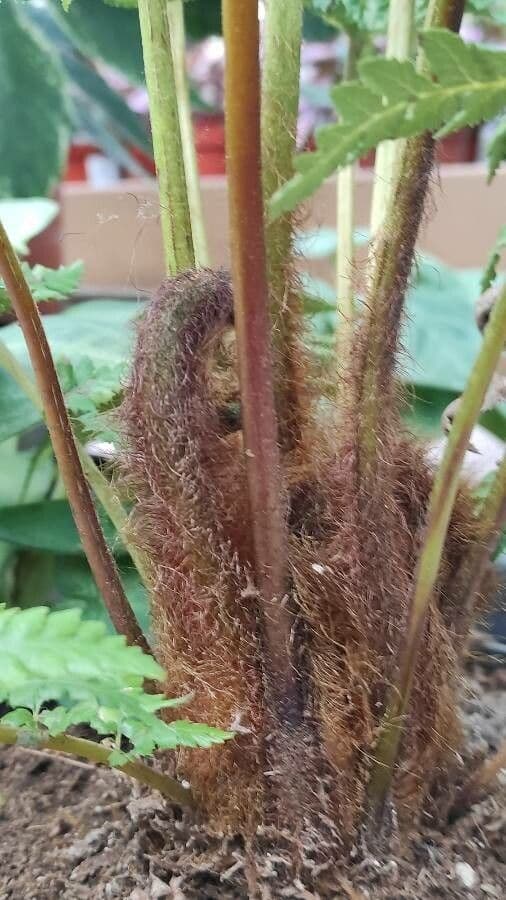 Dicksonia di Blume 5