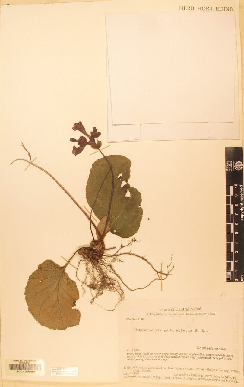 Didymocarpus 15