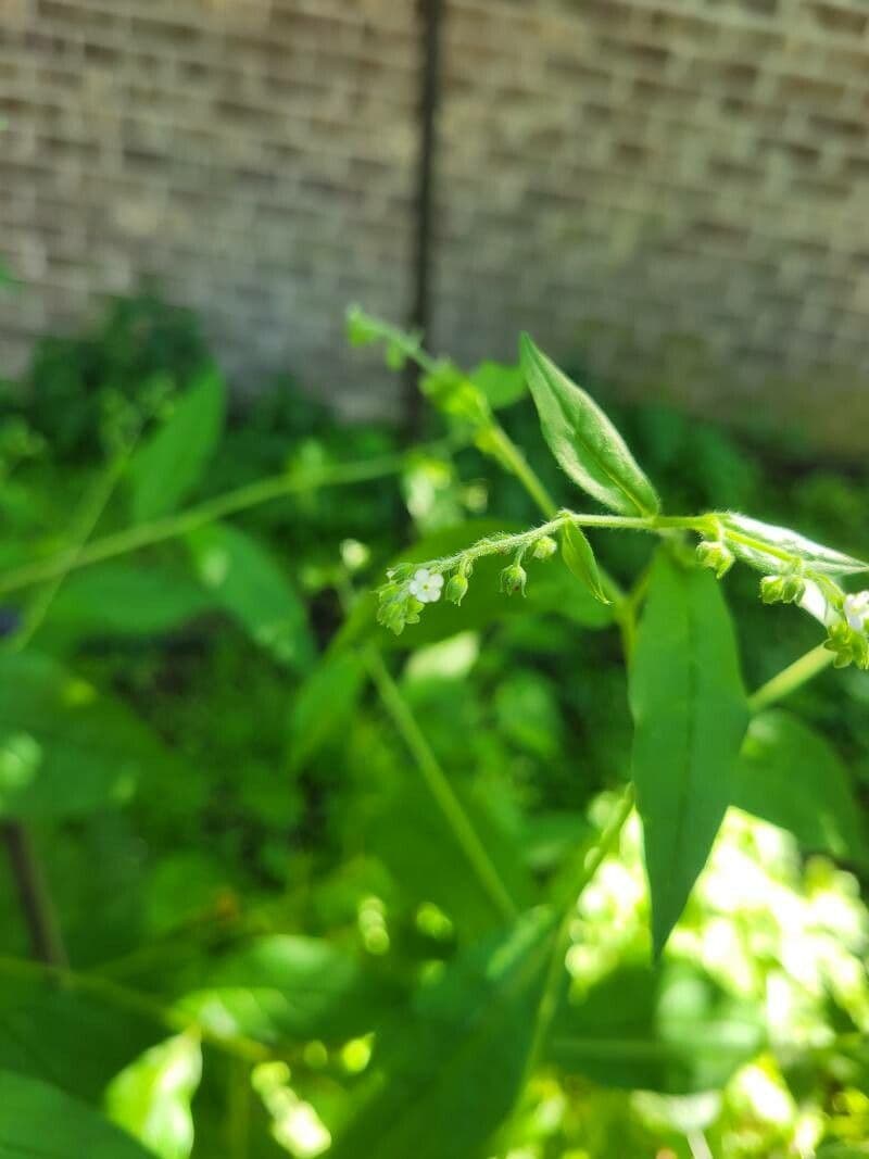 Hackelia virginiana 8