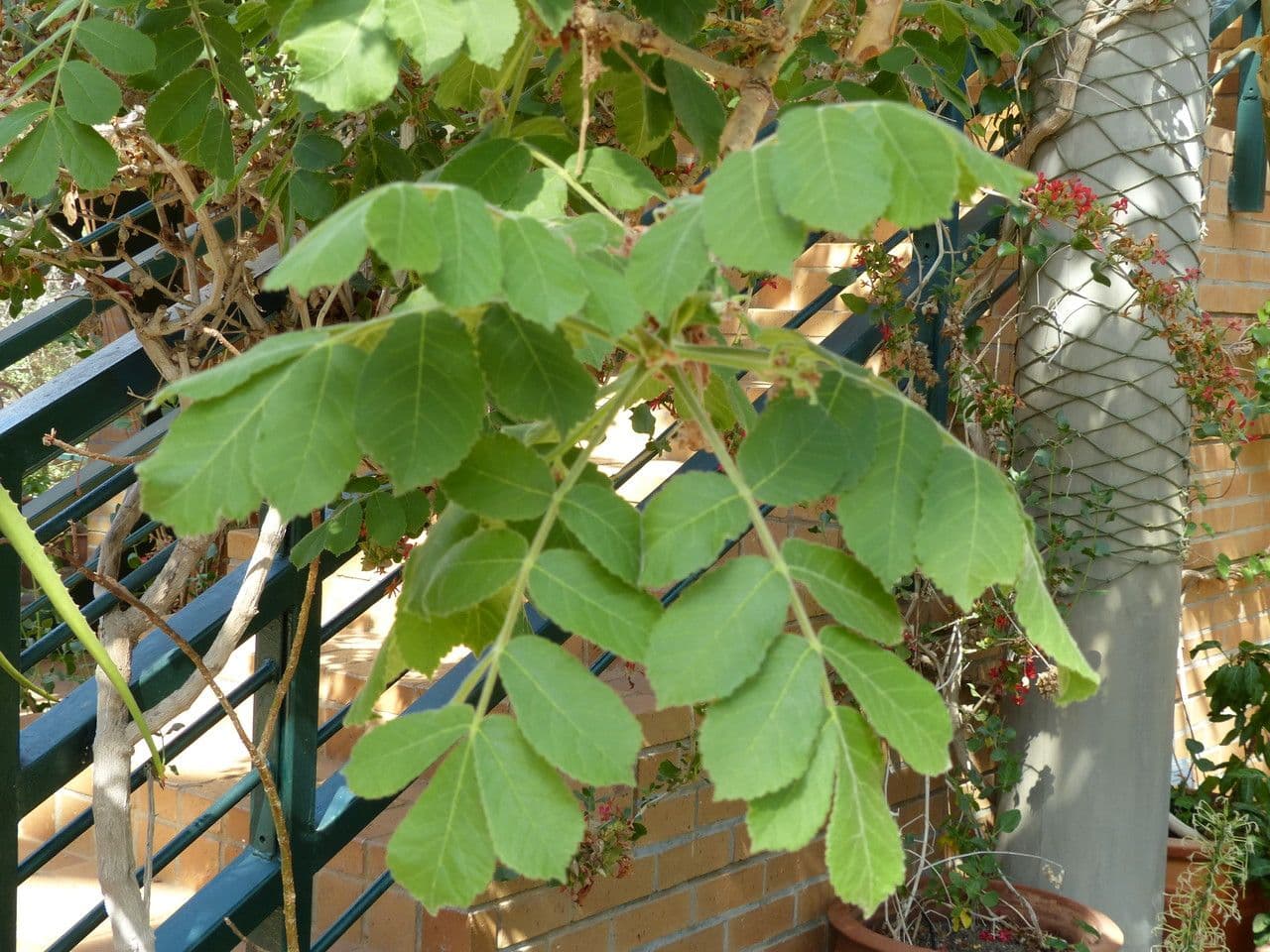 Commiphora