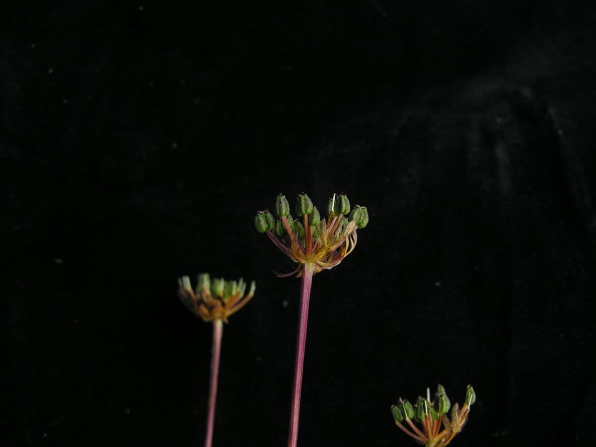 Physospermopsis 4