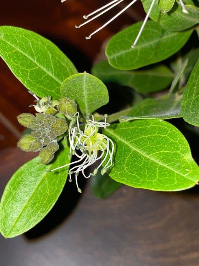 Maerua triphylla 12