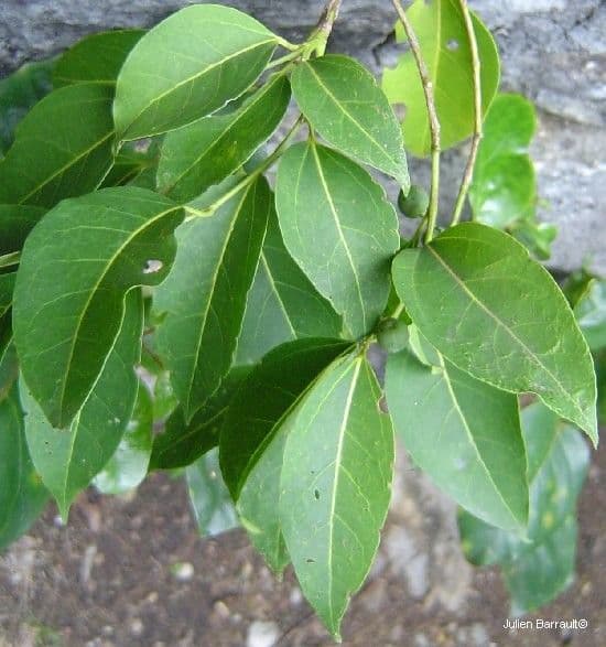 Celtis paniculata 2