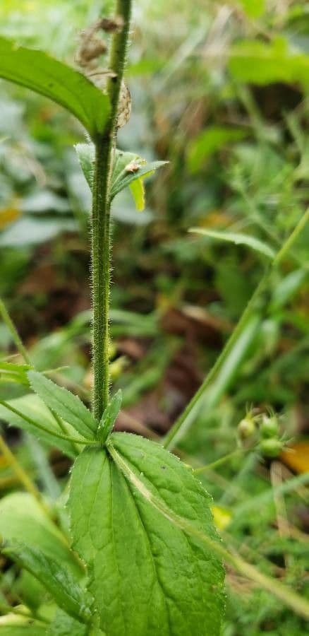 Lobelia 21