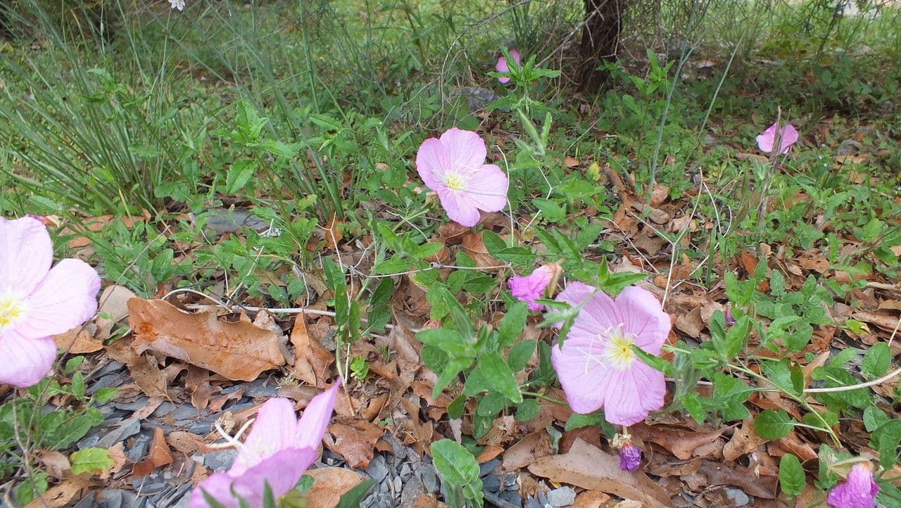 Enotera rosa 22