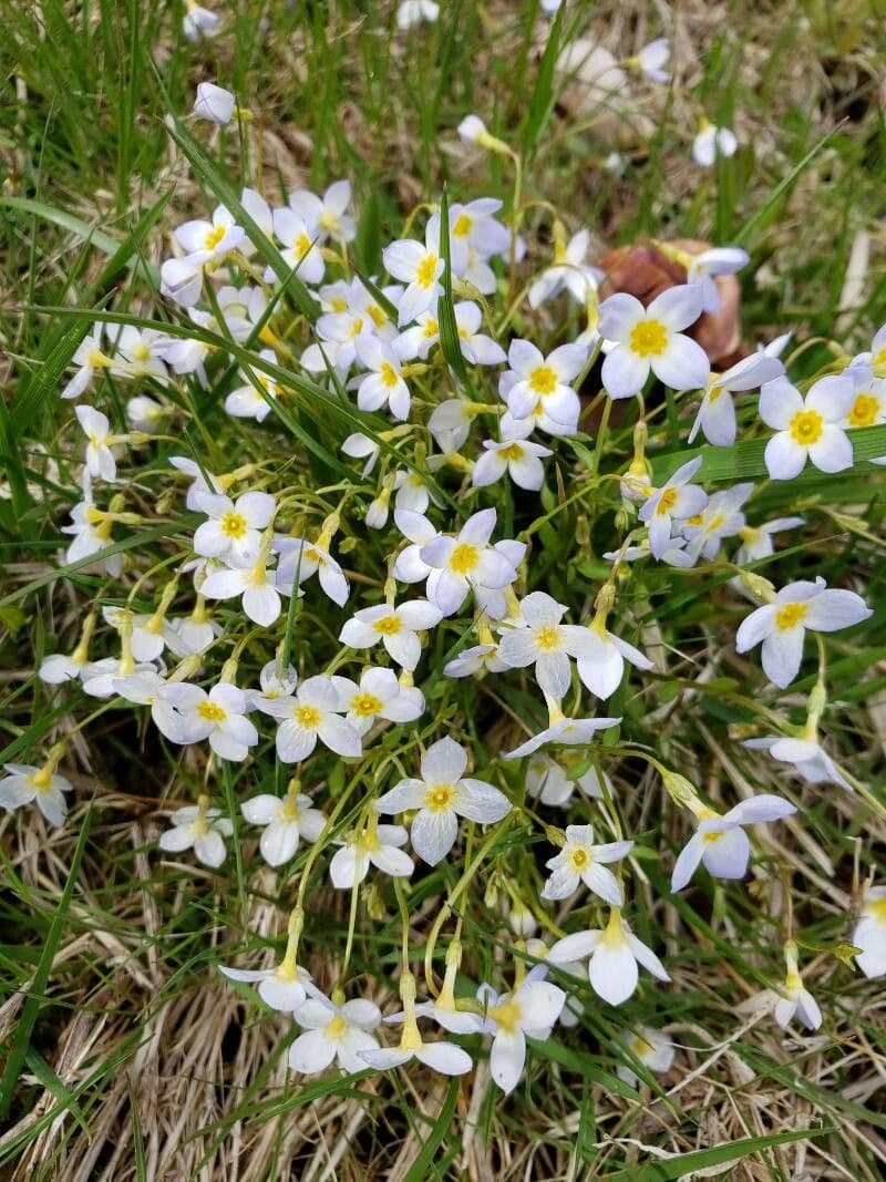 Houstonia azzurra 5
