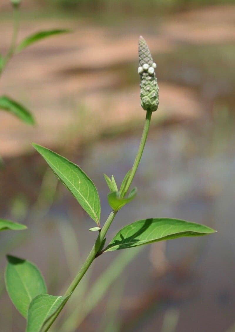 Sphenoclea 13