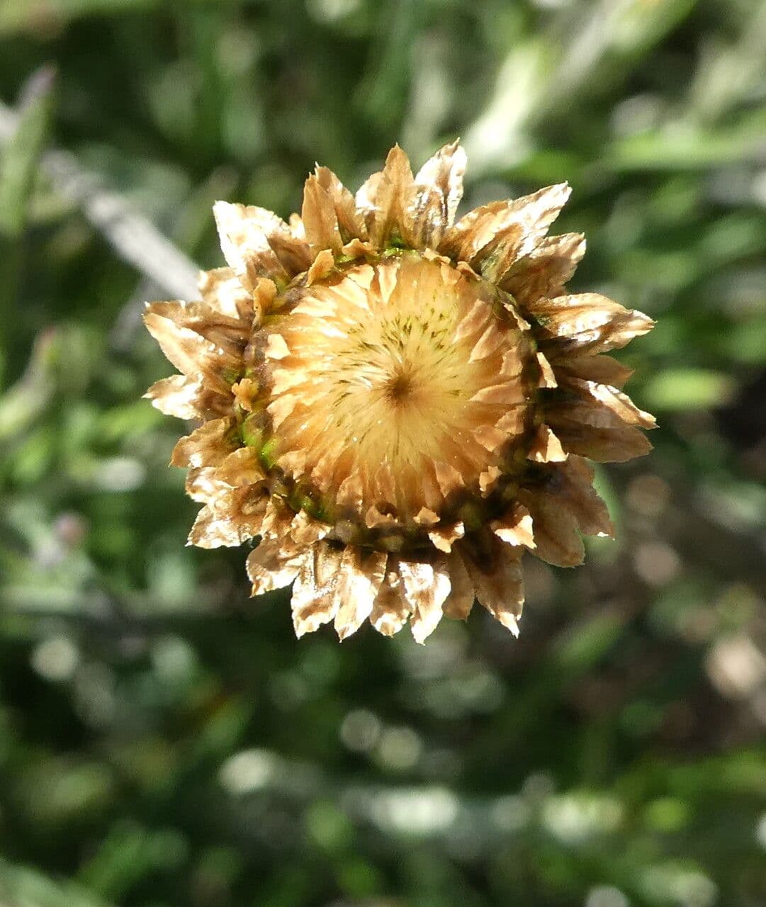 Felsen-Steinimmortelle 9