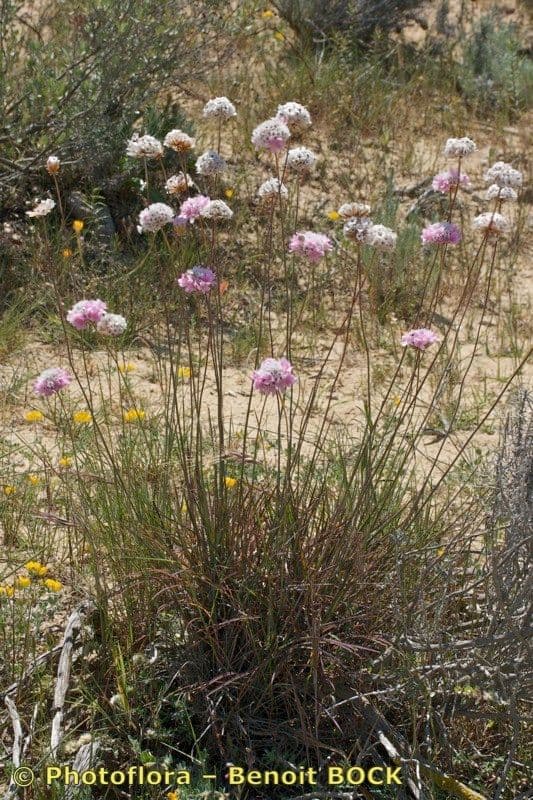 Armeria 8