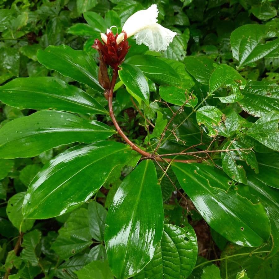 Costus spiralé 26