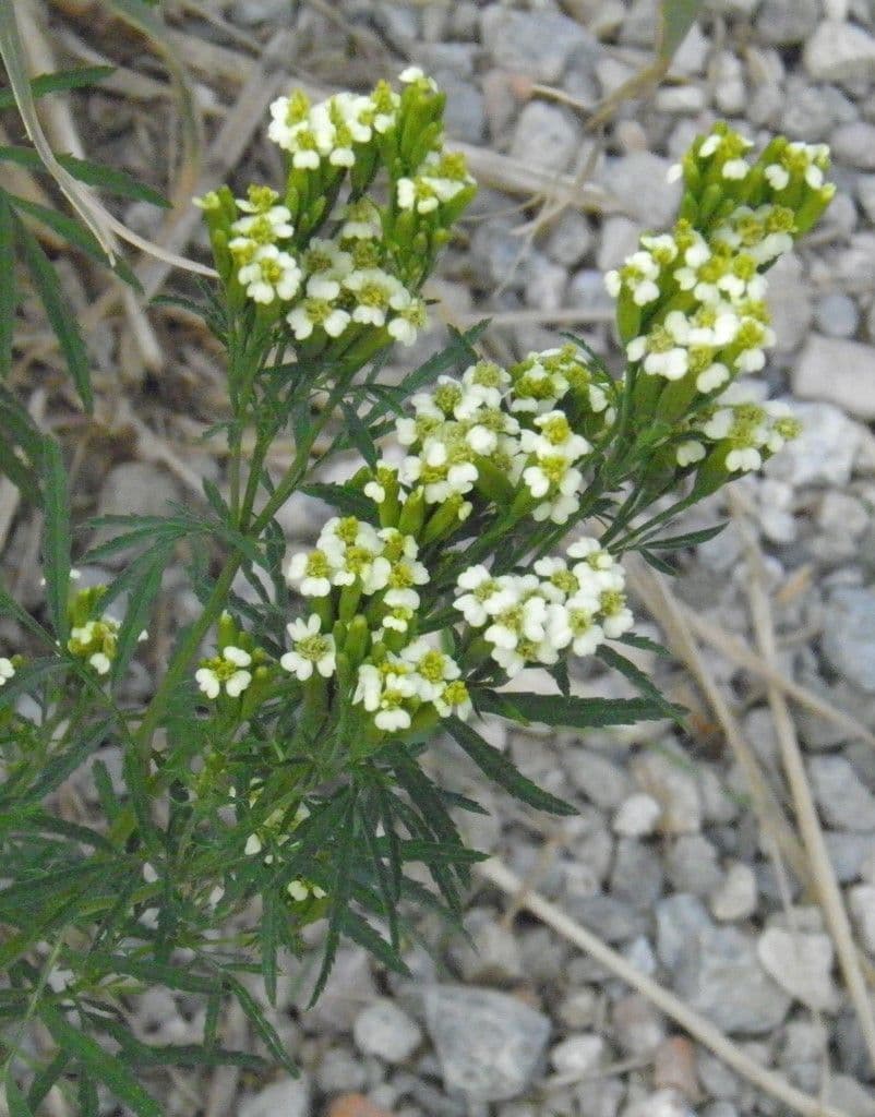 Tagetes minuta 13
