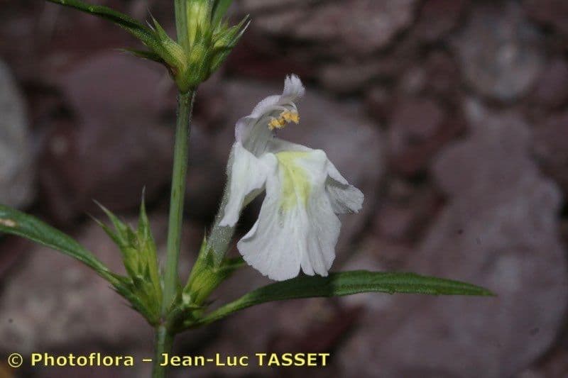 Galeopsis reuteri