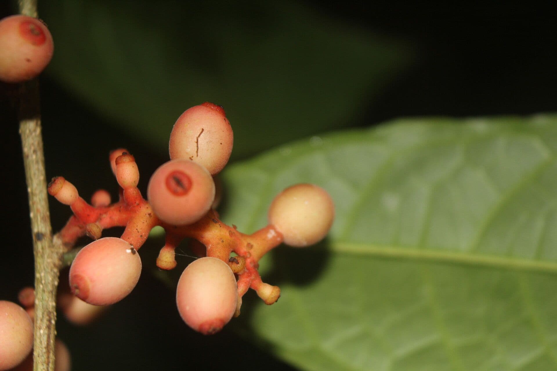 Sorocea 2