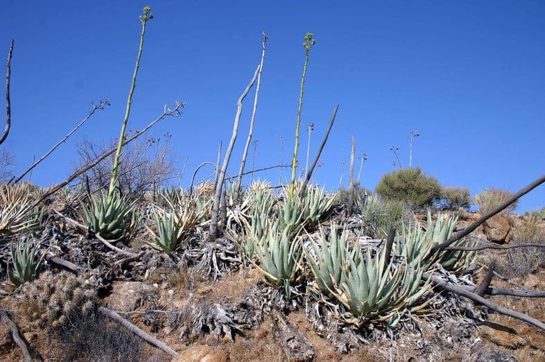 Wüsten-Agave 13