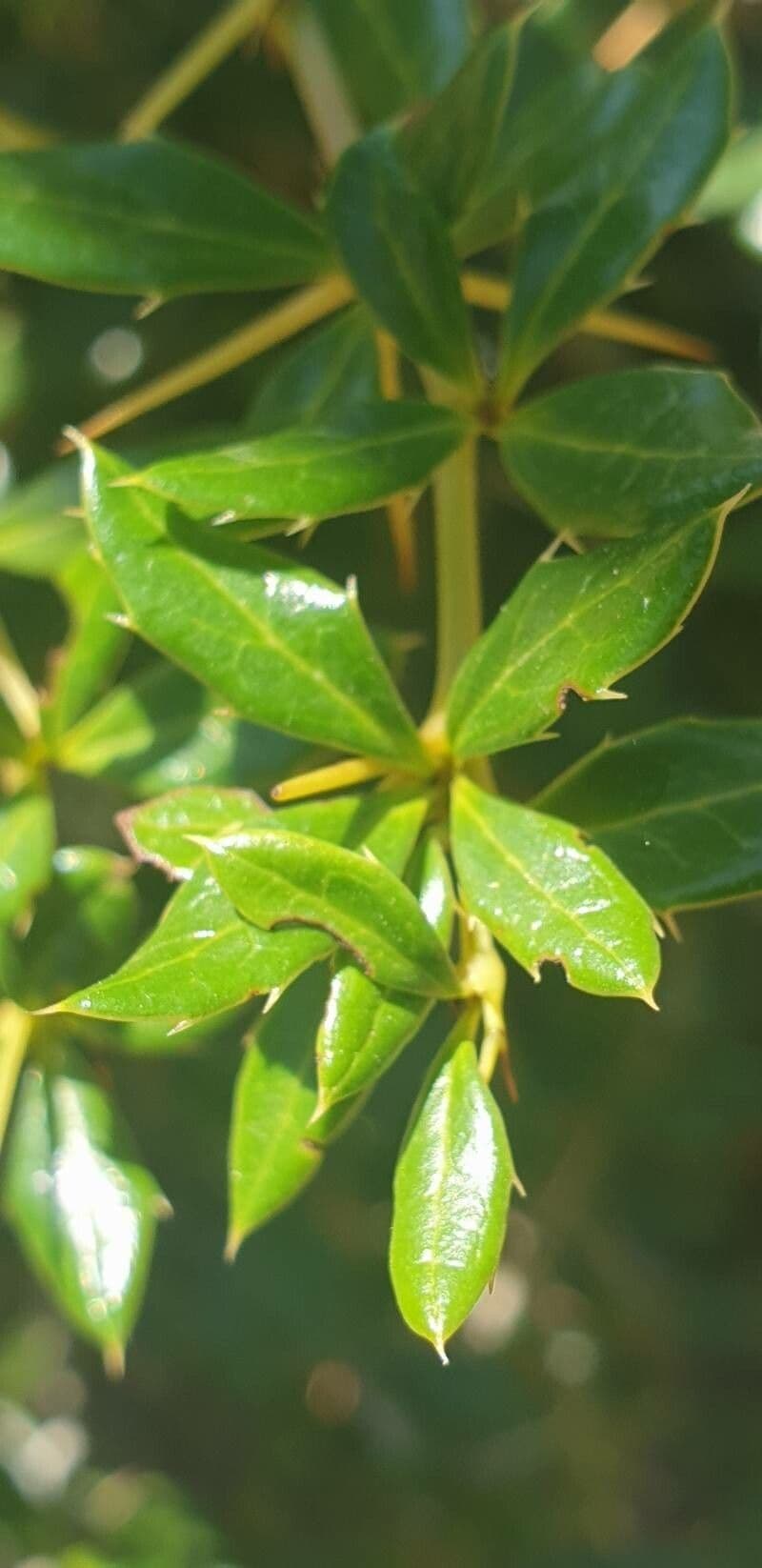 Berberitze 5