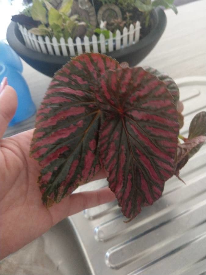 Begonia brevirimosa 16