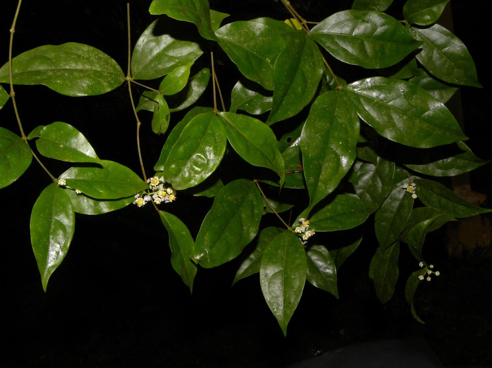 Malpighia 4