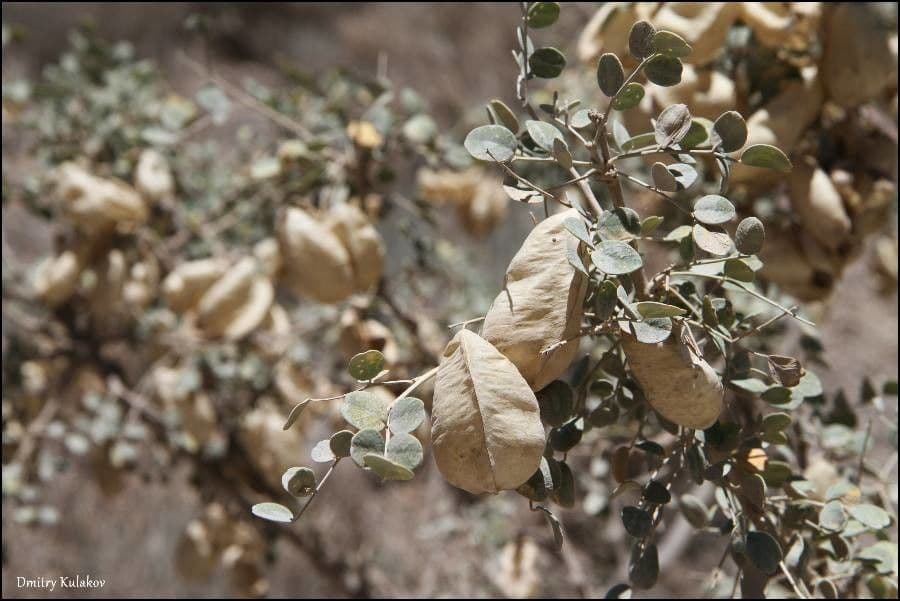 Colutea