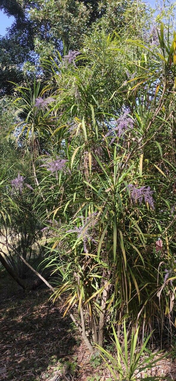 Cordyline stricta 7