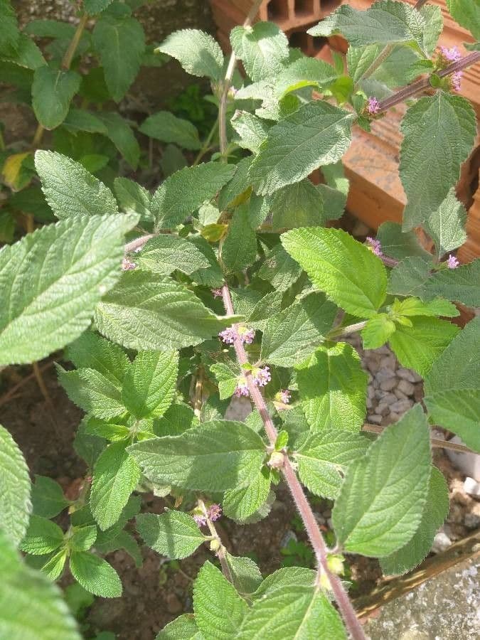 Lippia alba 16