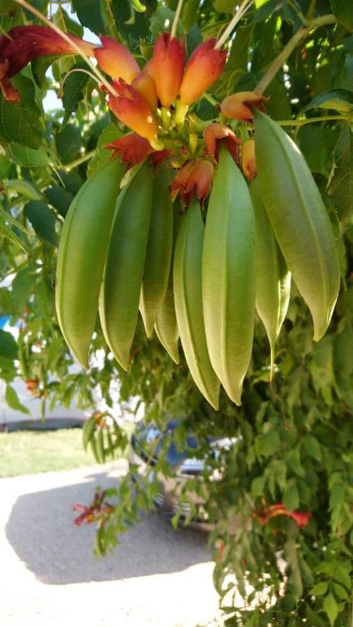 Trompeta de Virginia 2