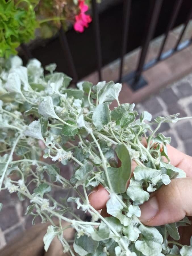 Dichondra argentea 15