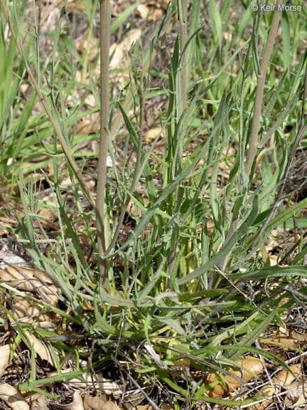 Thysanocarpus laciniato 13