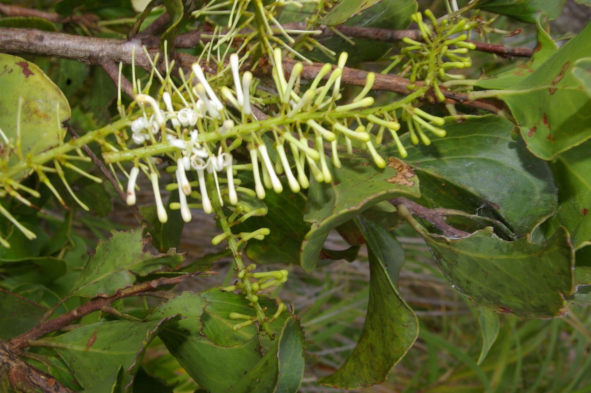 Roupala 8