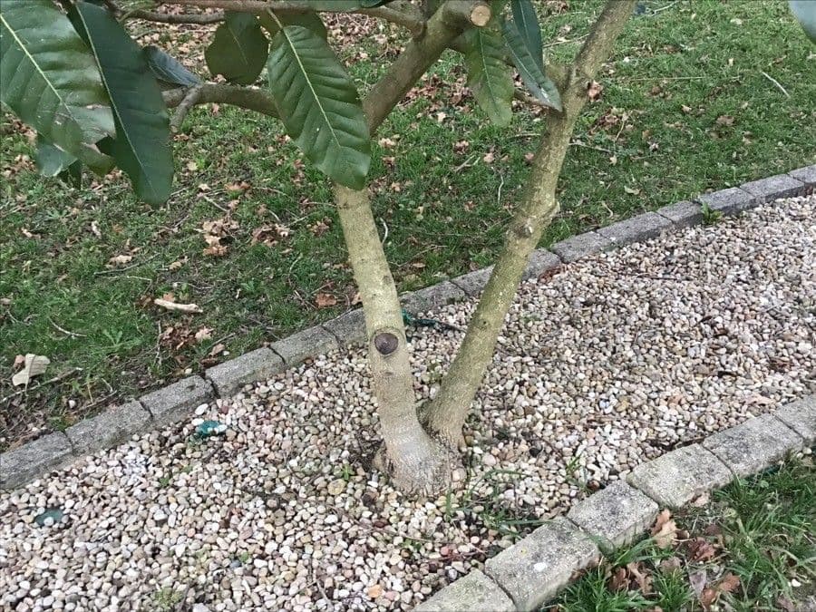 Magnolia 15