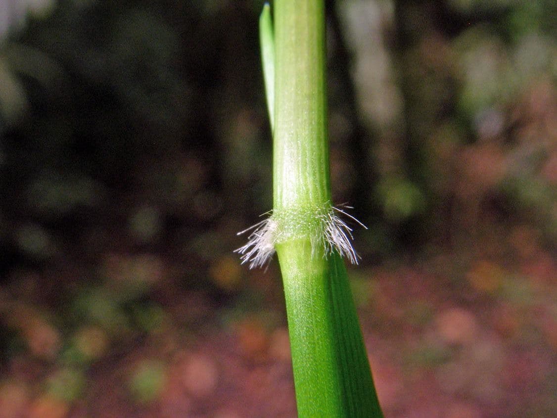 Panicum 5