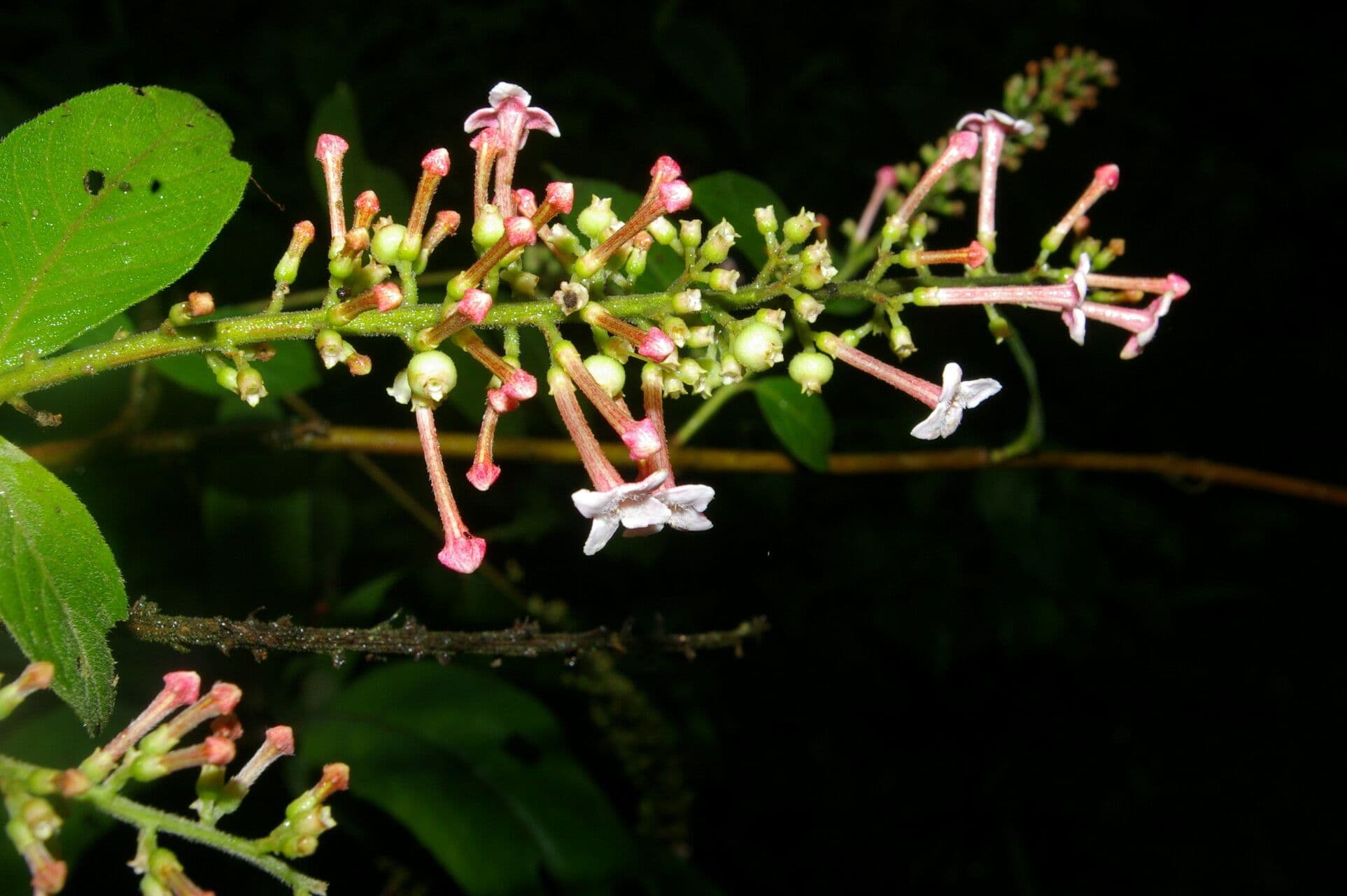 Gonzalagunia 3