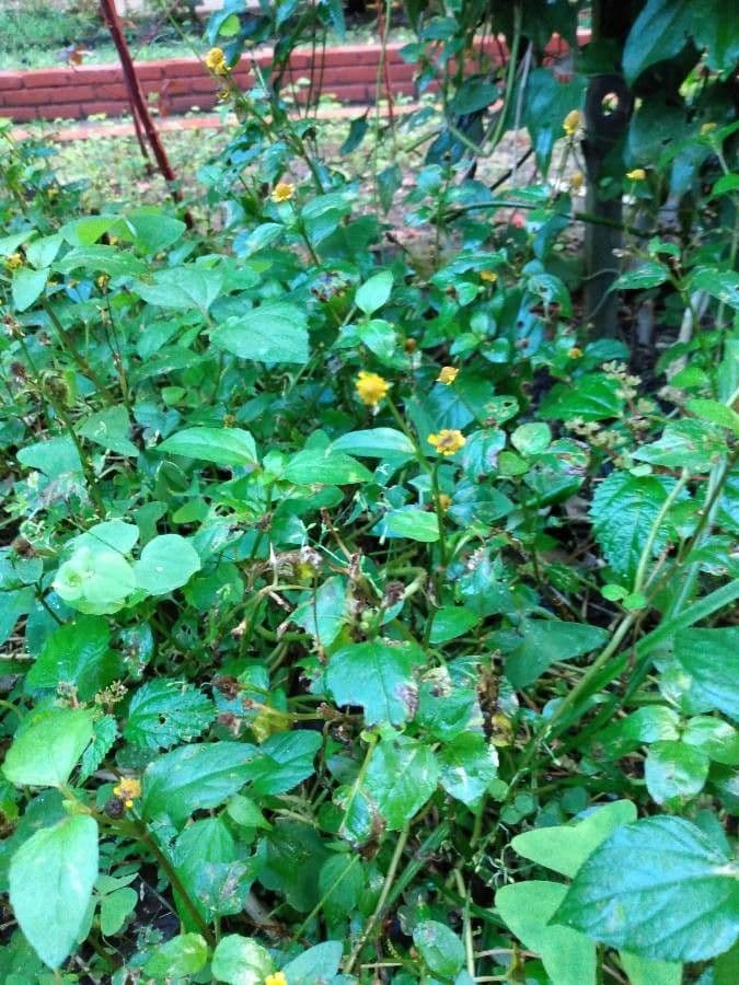 Acmella oleracea 10