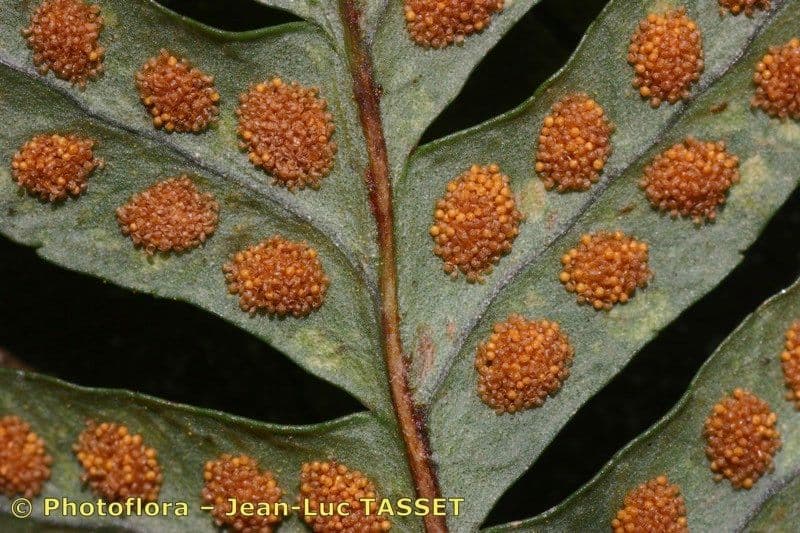 Polypode intermédiaire 21