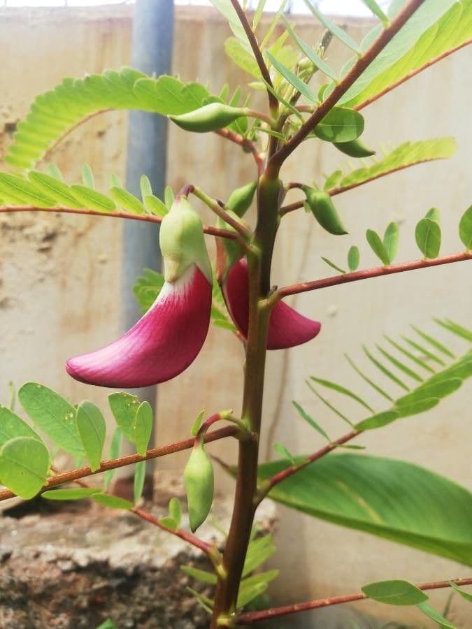 Sesbania grandiflora
