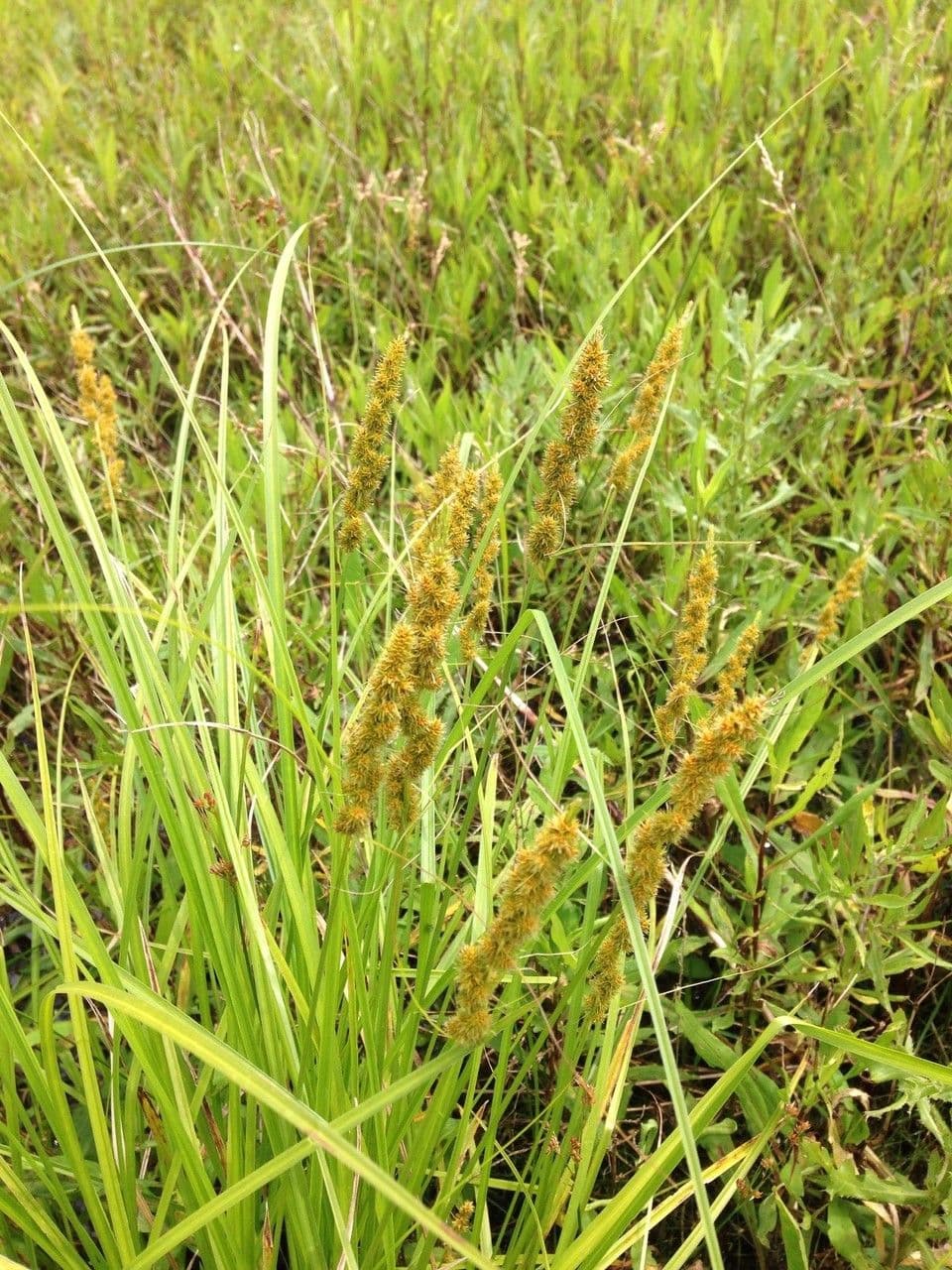 Carex vulpinoidea 13