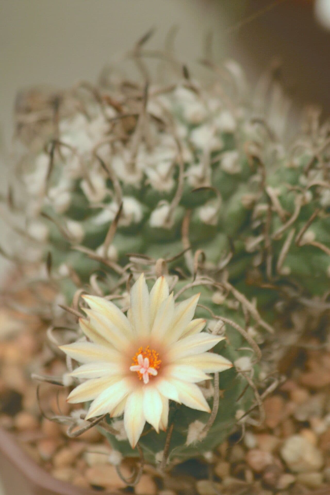 Turbinicarpus 3