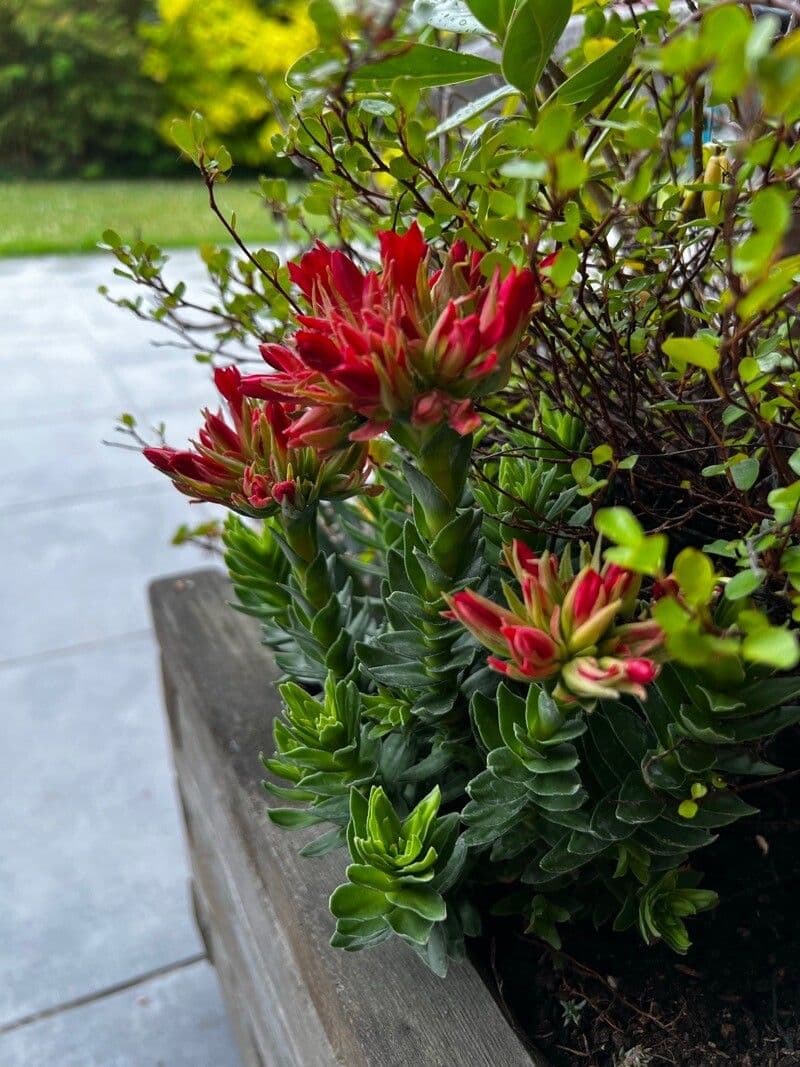 Crassula scarlatta 7
