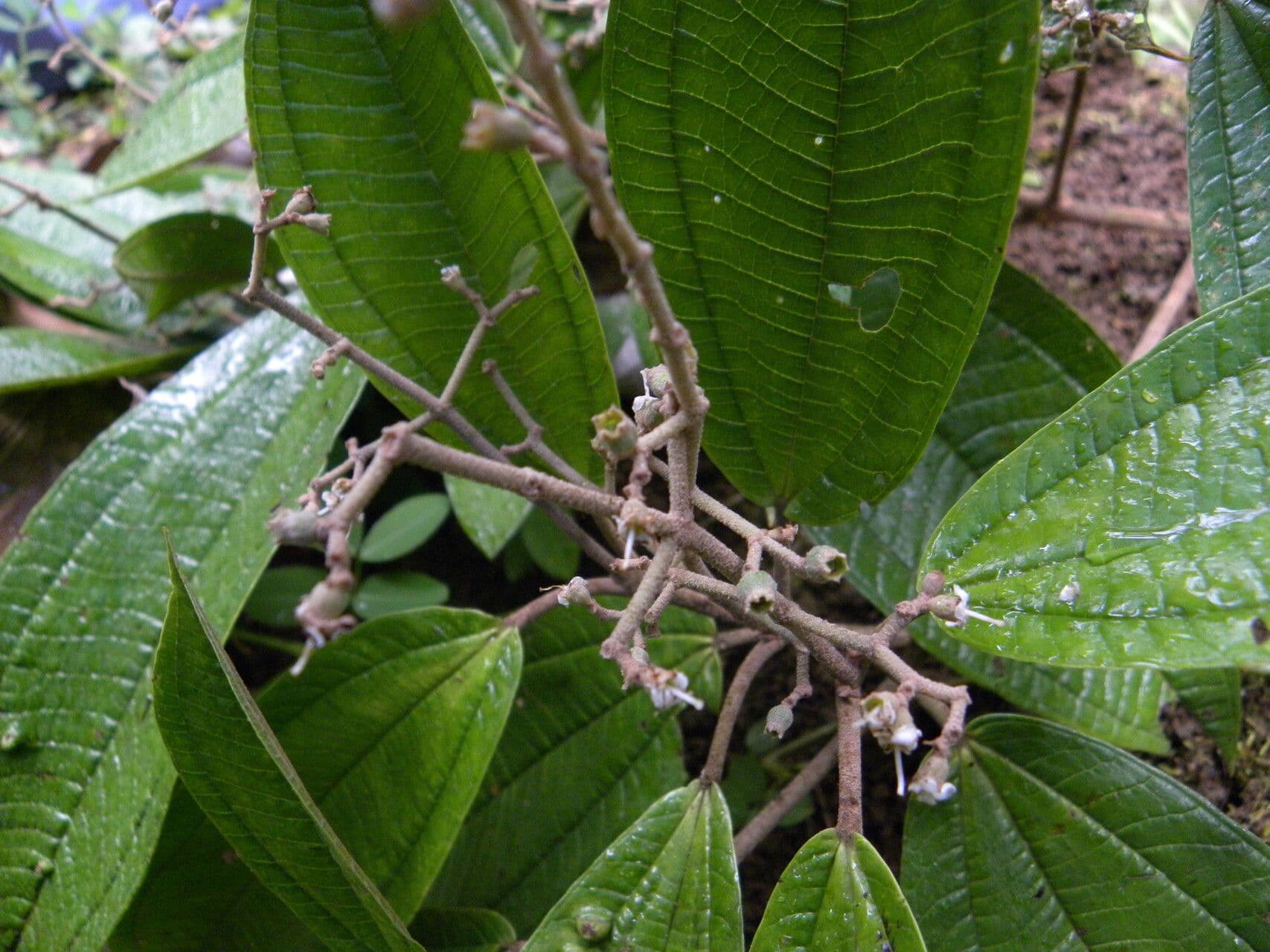 Miconia a spighe multiple 4