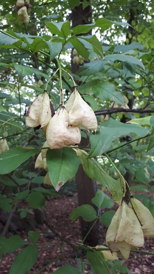 Staphylea trifolia 17