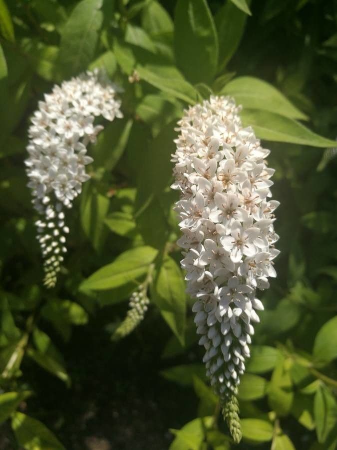 Lysimaque à grappes 5