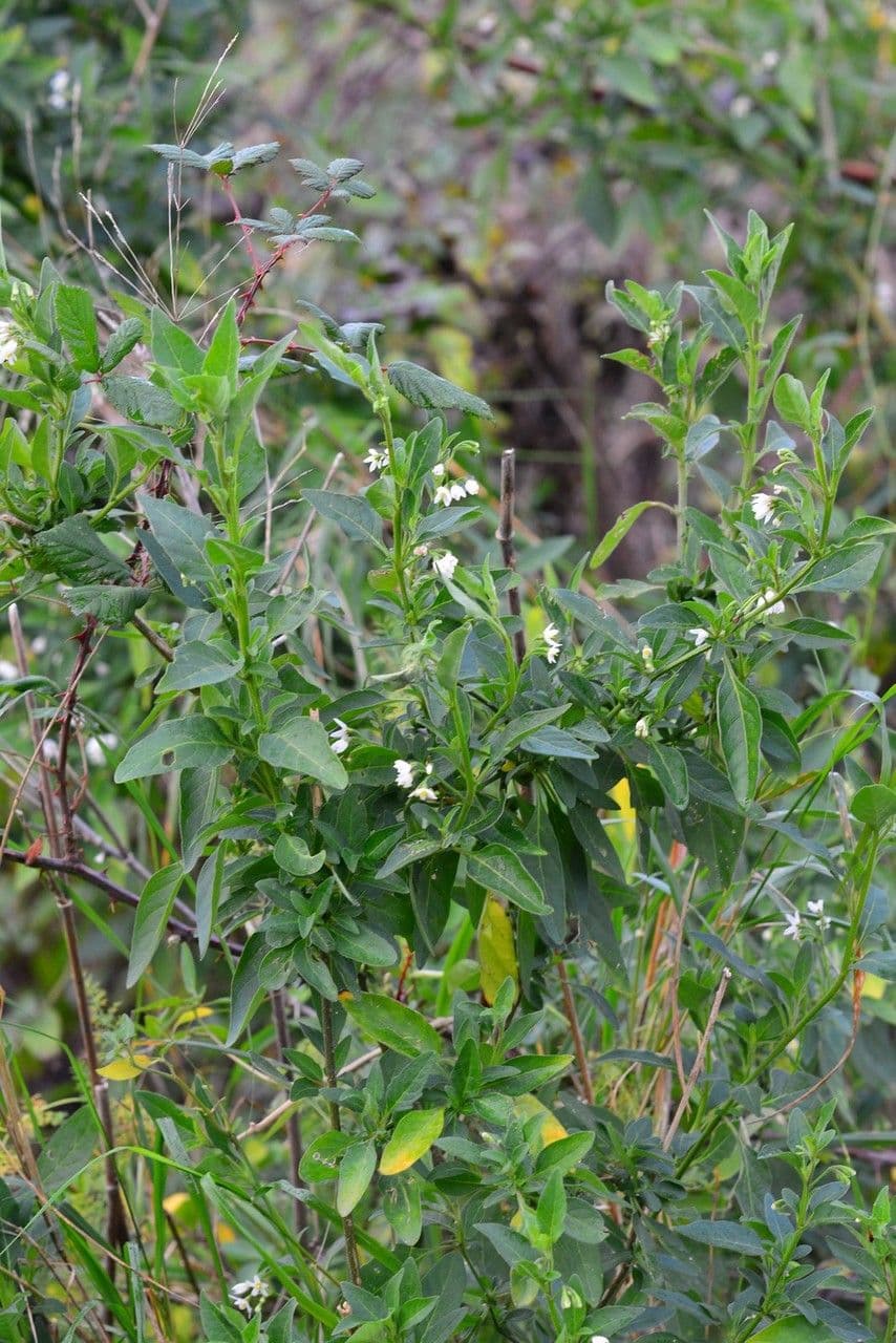 Solanum chenopodioides 27