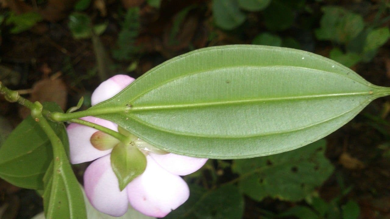 Blakea litoralis 9