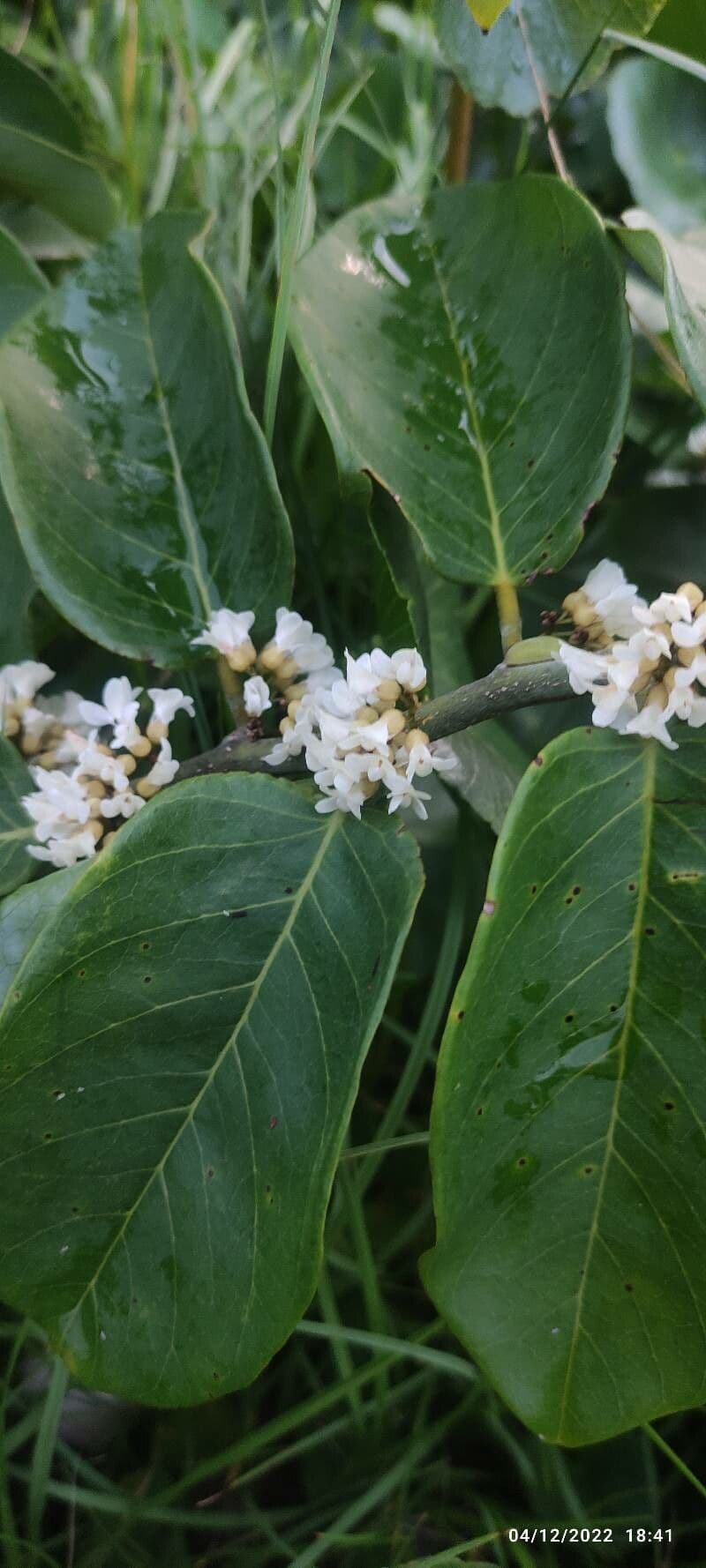 Dalbergia ecastaphyllum 4