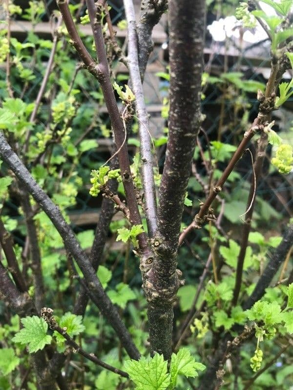 Ríbezľa červená 24