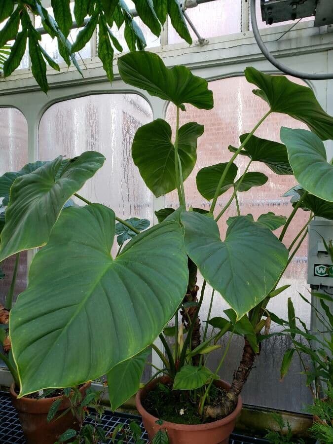 Homalomena 3