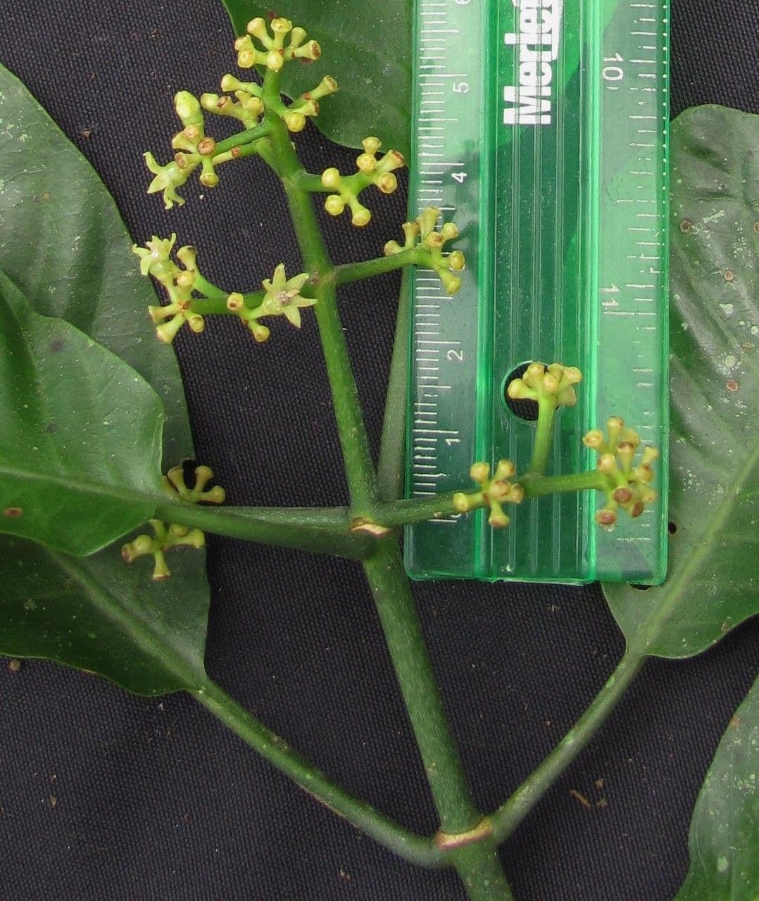 Psychotria 27