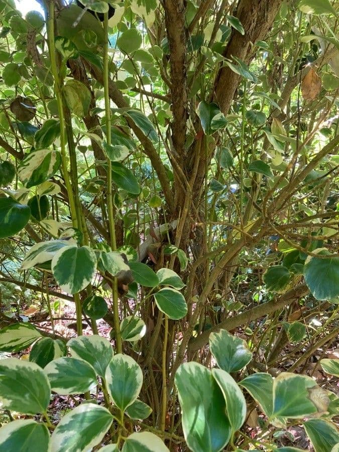 Griselinia 22