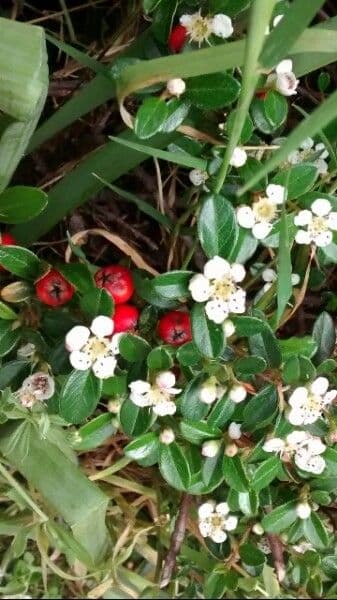 Cotoneaster 6