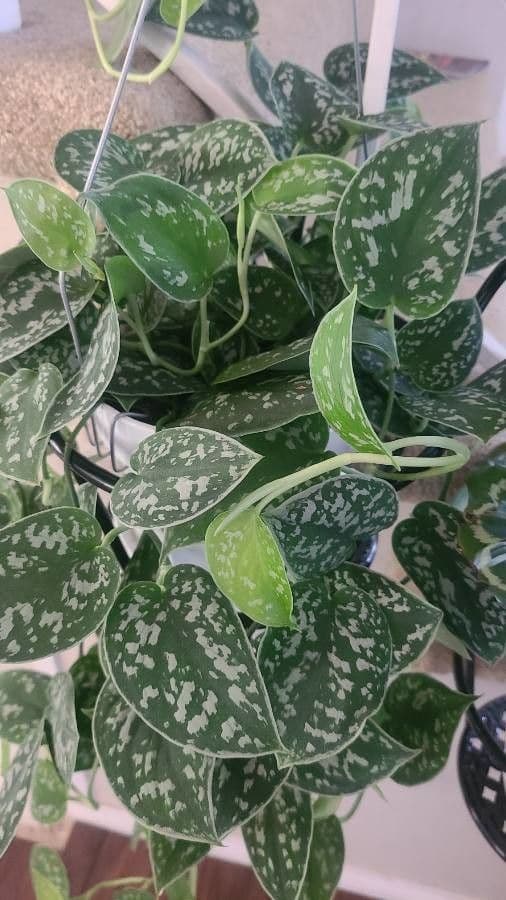 Scindapsus 9