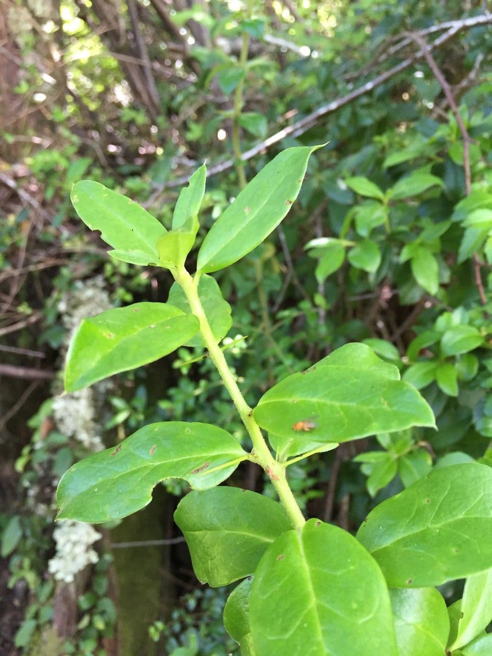 Archidasyphyllum 15